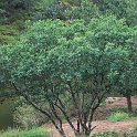 Pistacia terebinthus